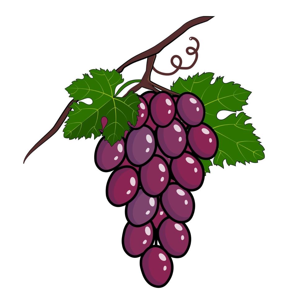 Bunch of purple grapes with stem and leaf vector