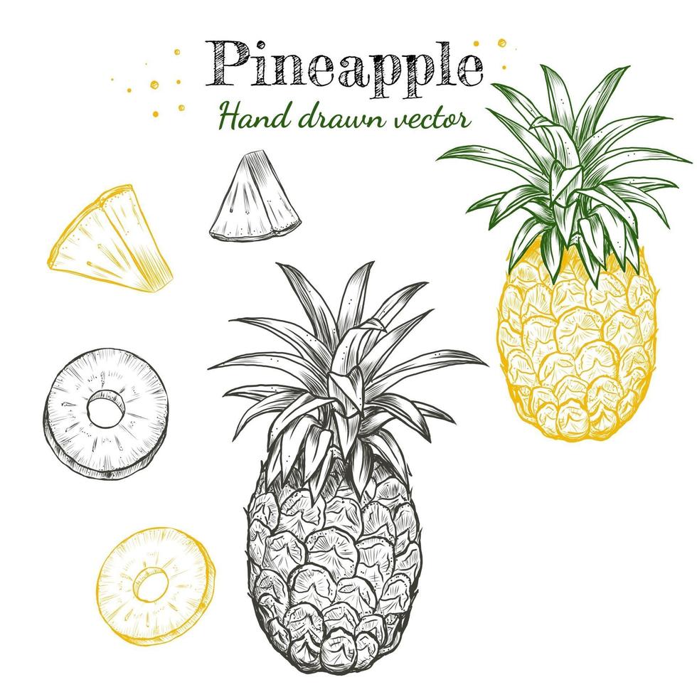 Line art pineapple fruits hand drawn illustrations vector