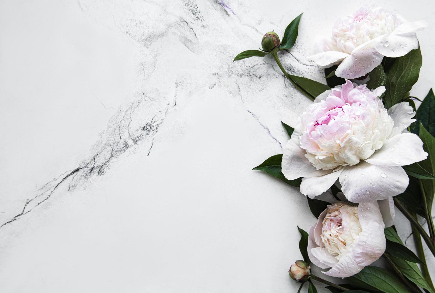 Peony flowers on a marble background photo