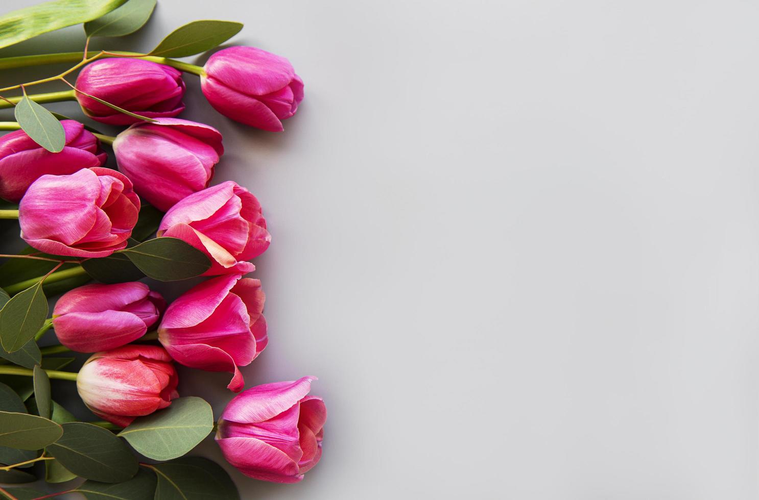 Beautiful tulips border photo