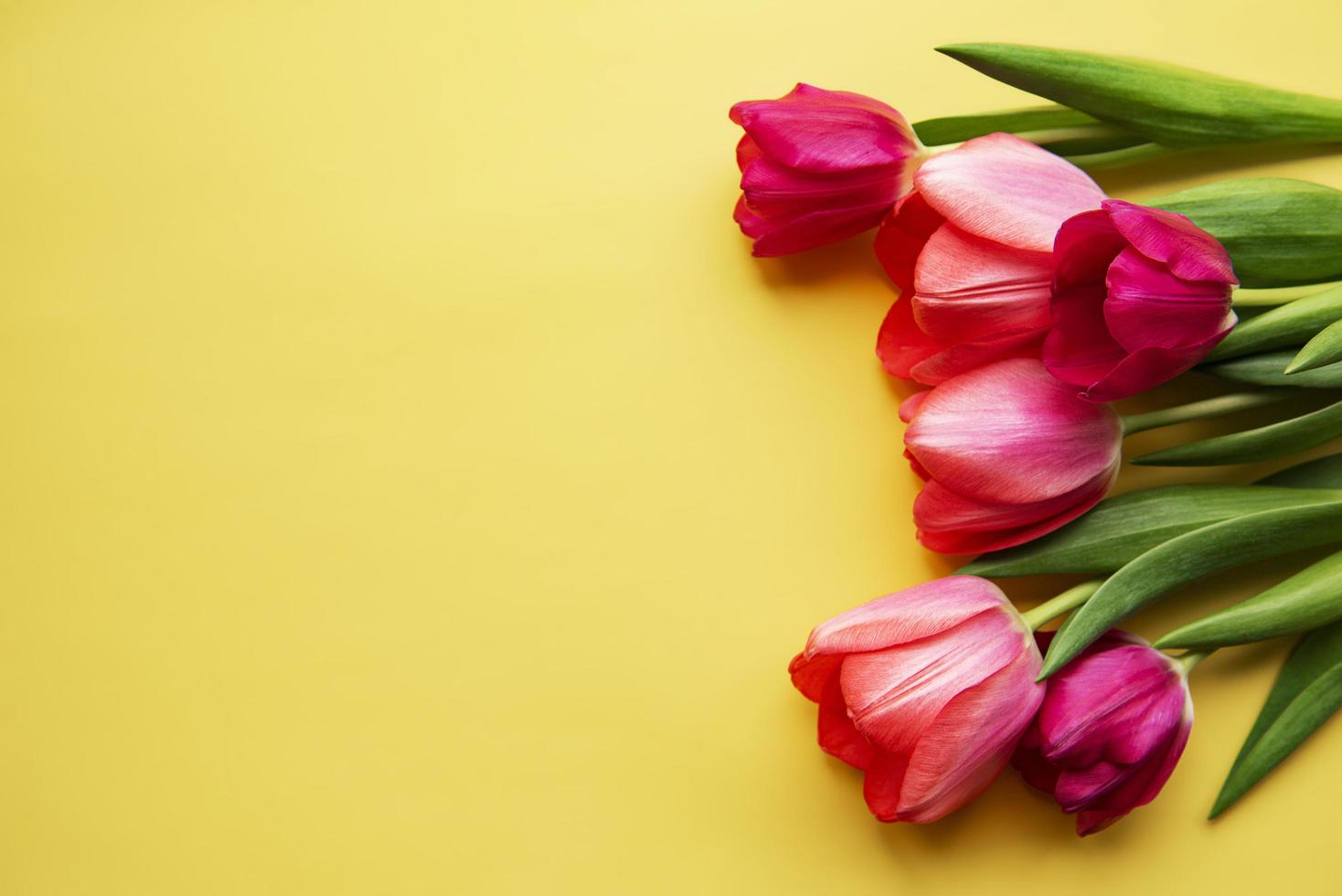 Beautiful tulips bouquet photo