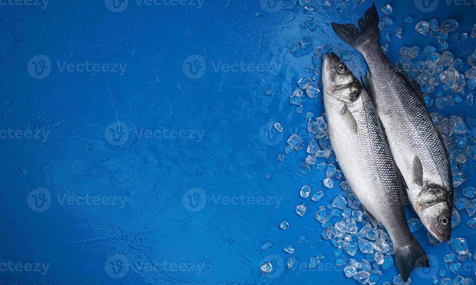 Seabass fish on ice on blue color background top view photo