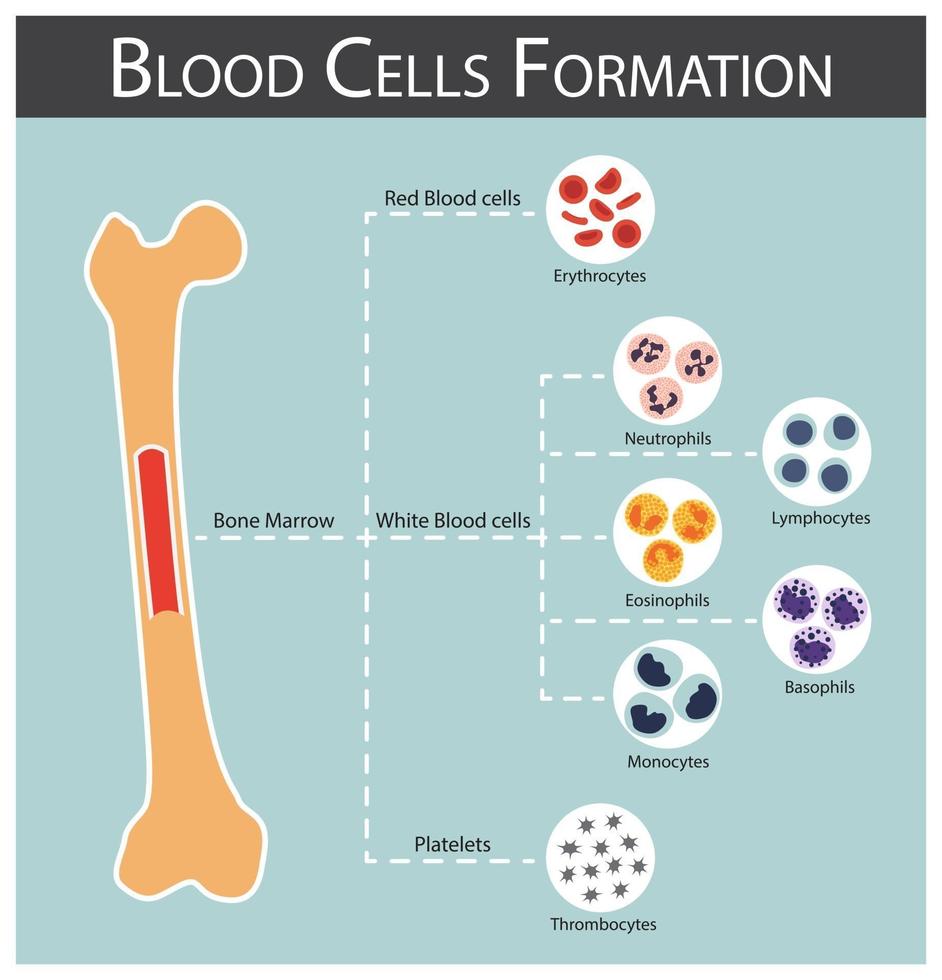 formación de células sanguíneas médula ósea producir serie de células sanguíneas eritrocitos linfocitos neutrófilos monocitos eosinófilos basófilos trombocitos concepto e infografía de hematología vector