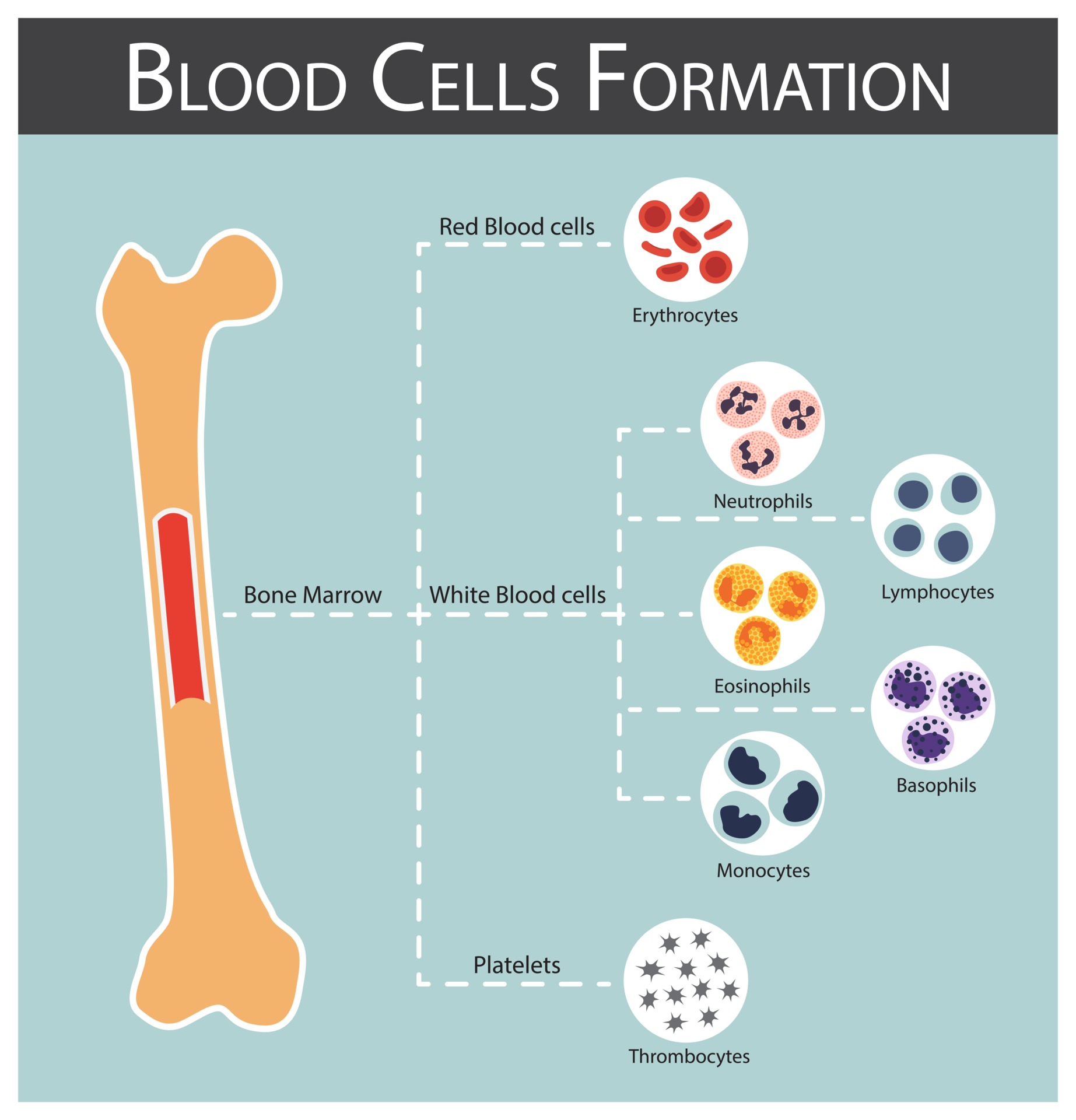All 104+ Images formation of blood cells in bone marrow Full HD, 2k, 4k