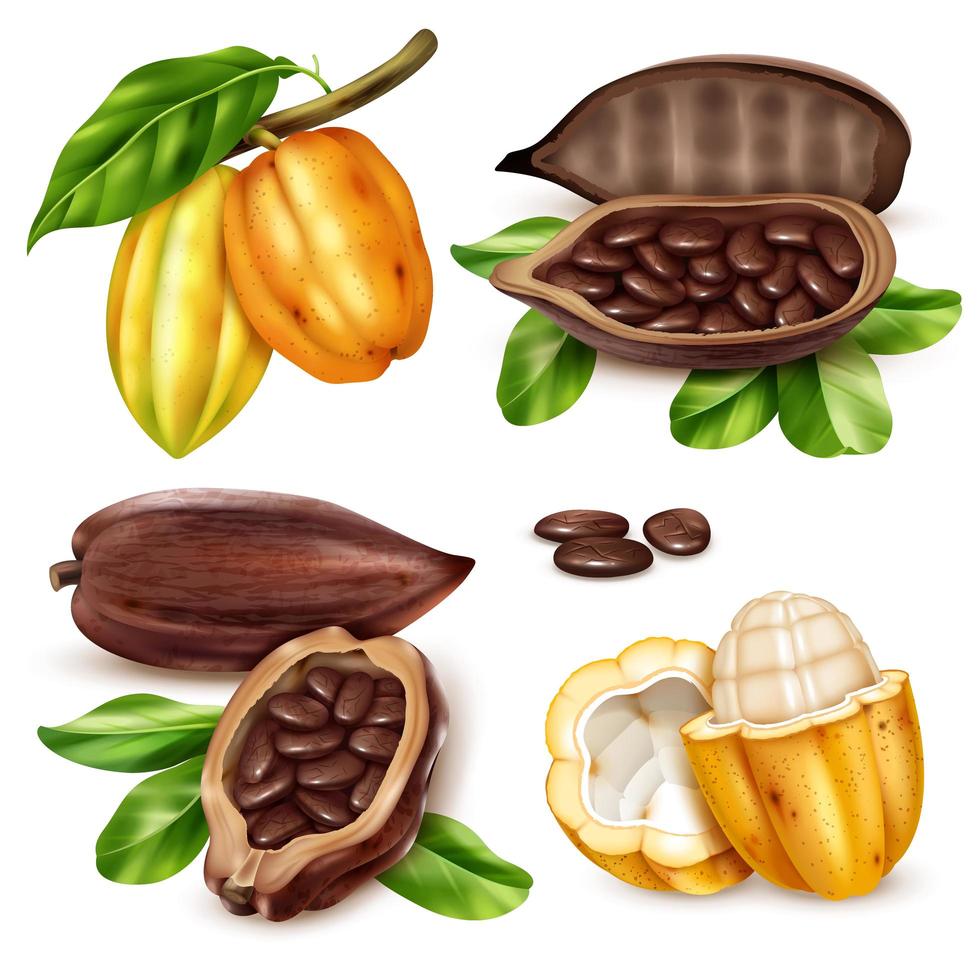 conjunto de iconos de cacao realista ilustración vectorial vector