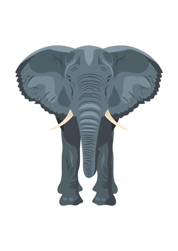 elefante, aislado, vista frontal, caricatura vector
