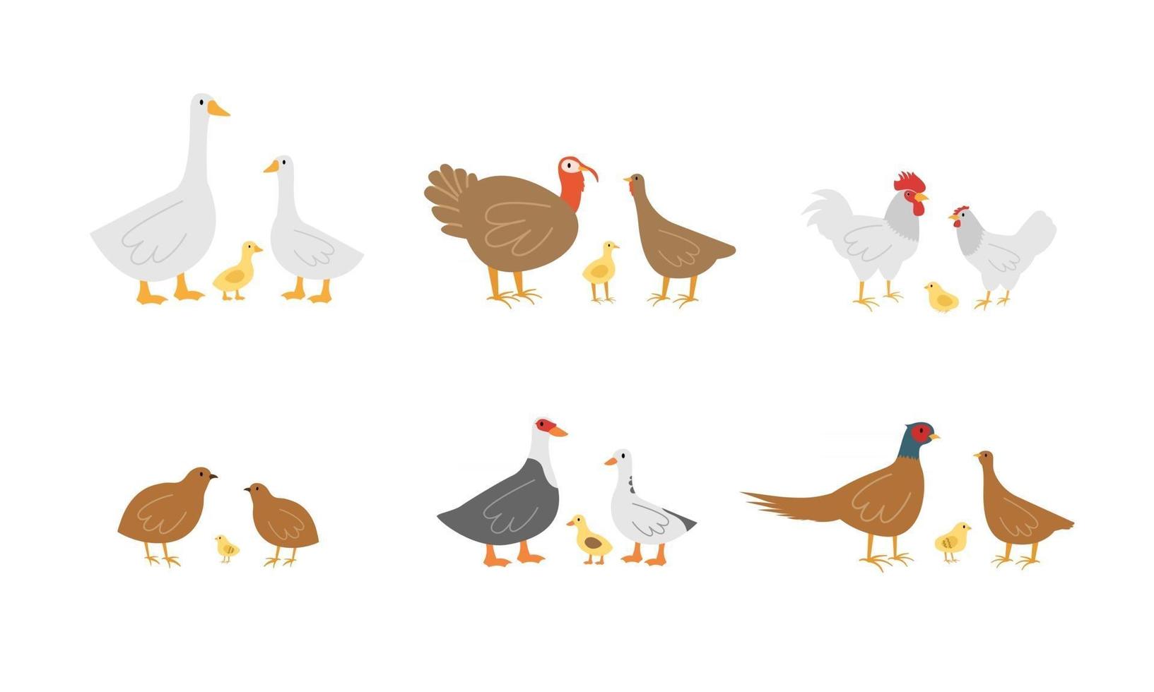 farm birds geese chicken and turkeys vector