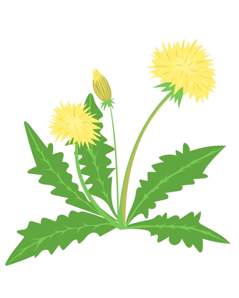 vector de diente de león amarillo