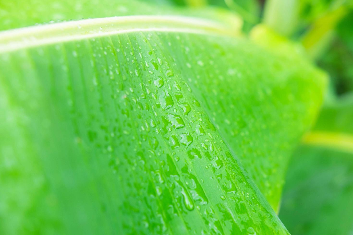 el fondo de las gotas de agua en las hojas de plátano después de la lluvia. foto