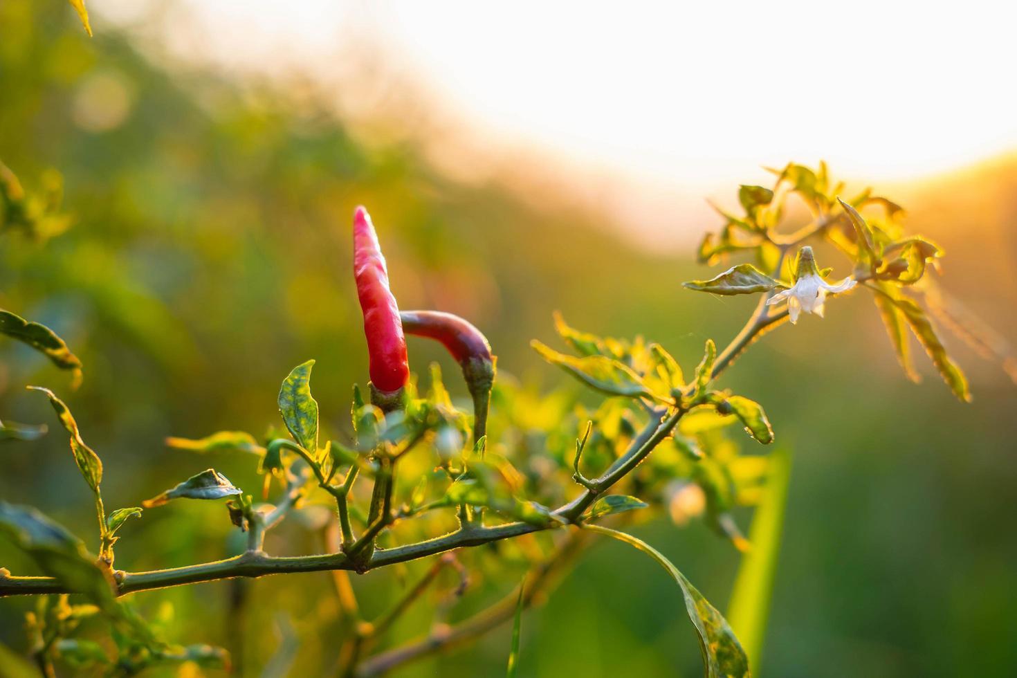 Fresh red chili from chili trees photo