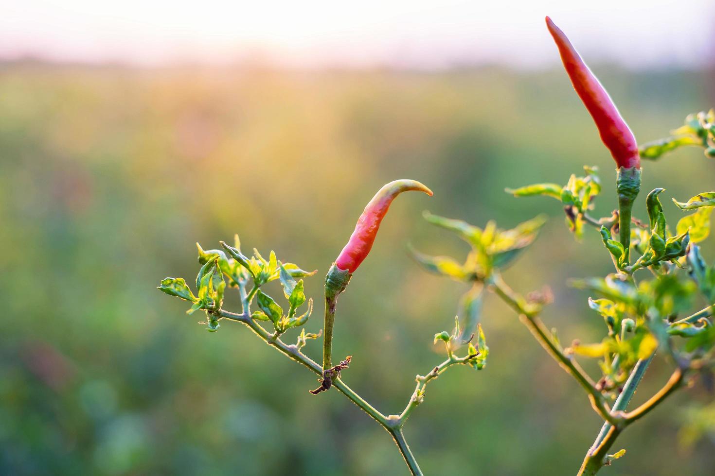 Fresh red chili from chili trees photo