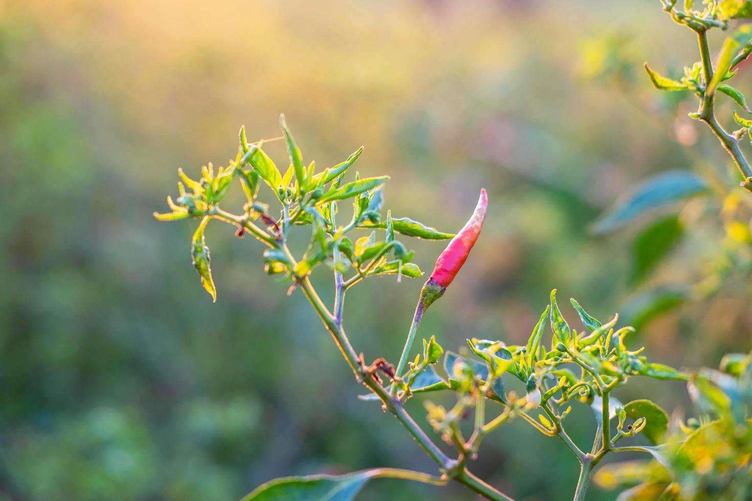 Fresh red chili from chili trees photo