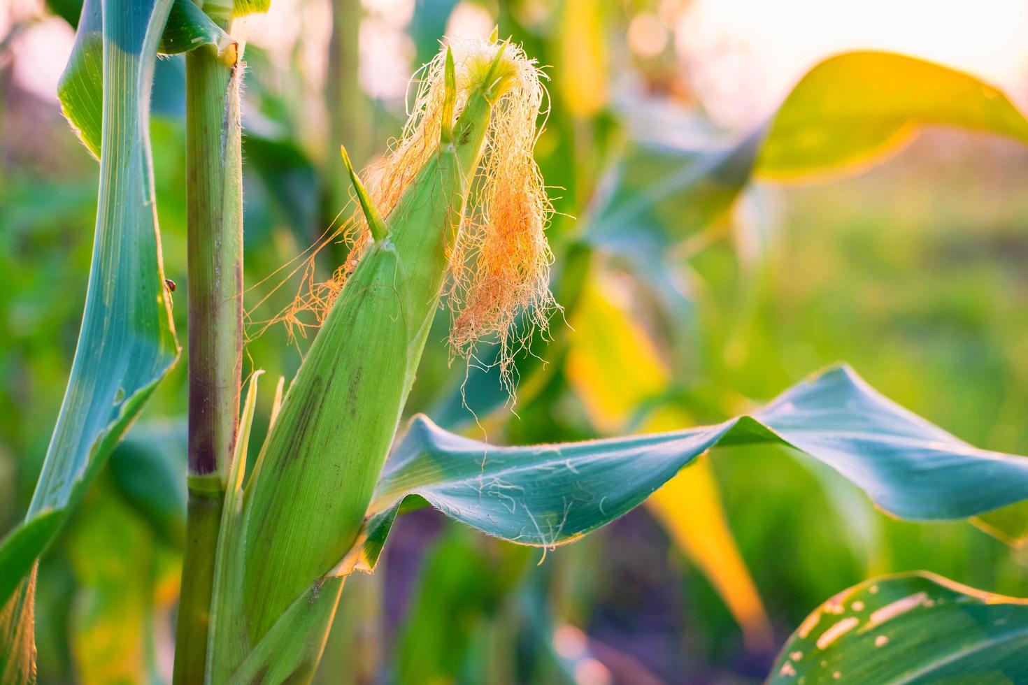 Fresh corn pods from corn plants photo