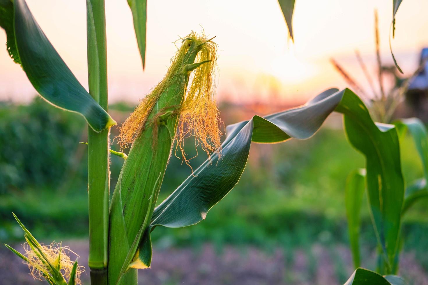 Fresh corn pods from corn plants photo