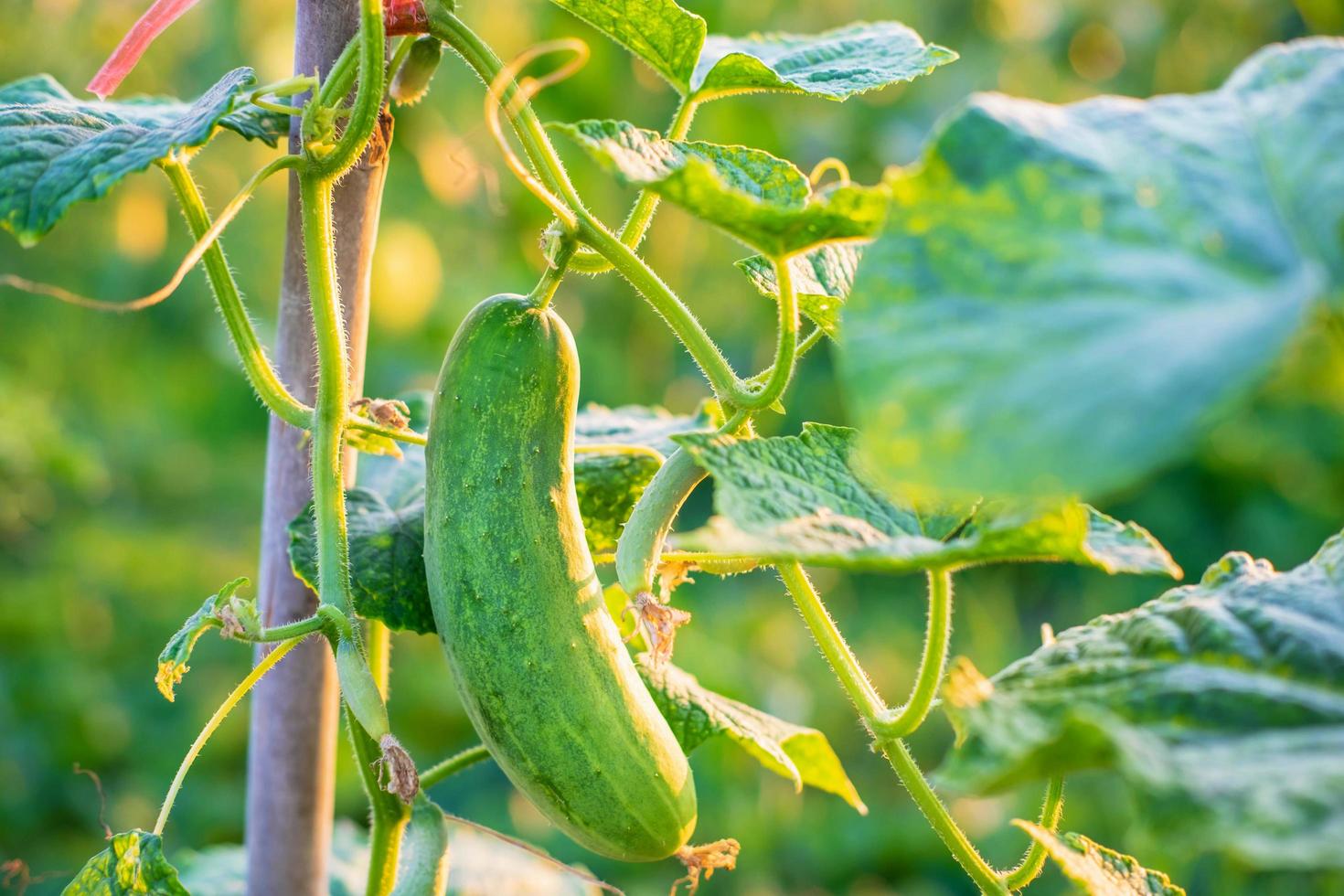 Verduras frescas de pepino de la granja de pepinos. foto