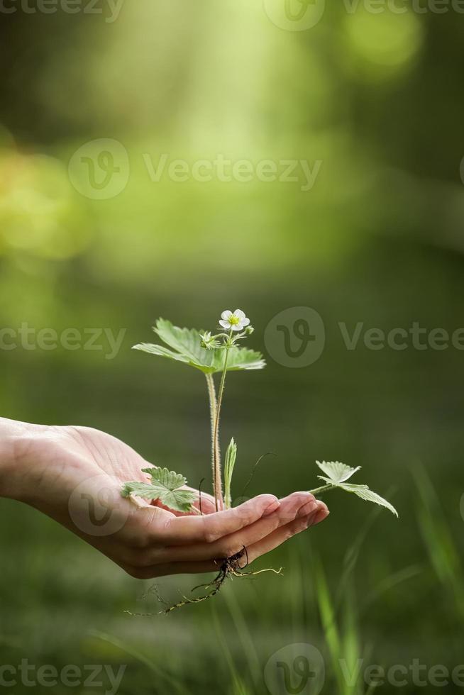 Earth Day hand holding growing seedlings with bokeh green background photo