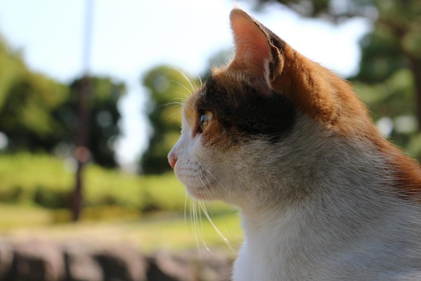 gato calicó en el parque en otoño foto