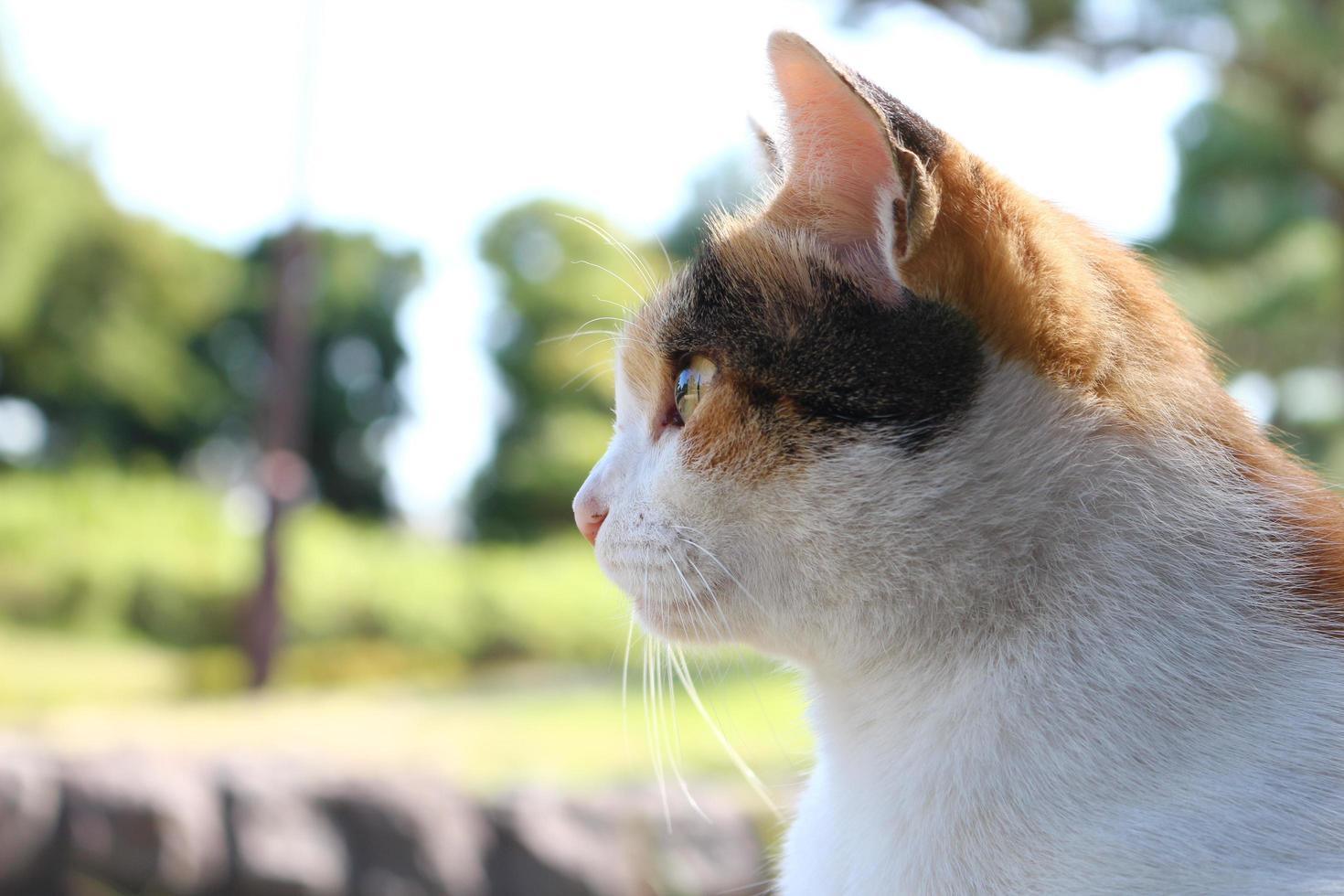 gato calicó en el parque en otoño foto