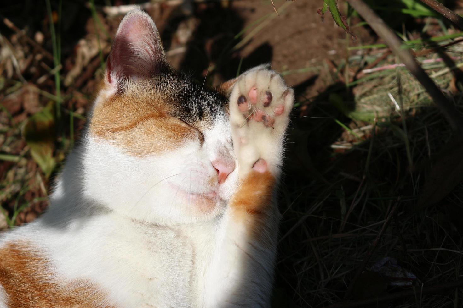 gato calicó en el parque en otoño foto