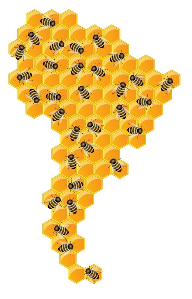 South America in the form of honeycombs vector