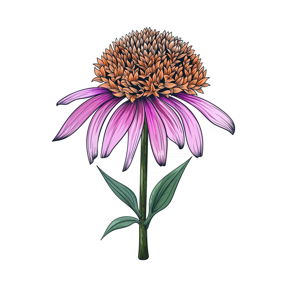 Hand drawn Coneflower flowers and leaves drawing illustration isolated on white background vector