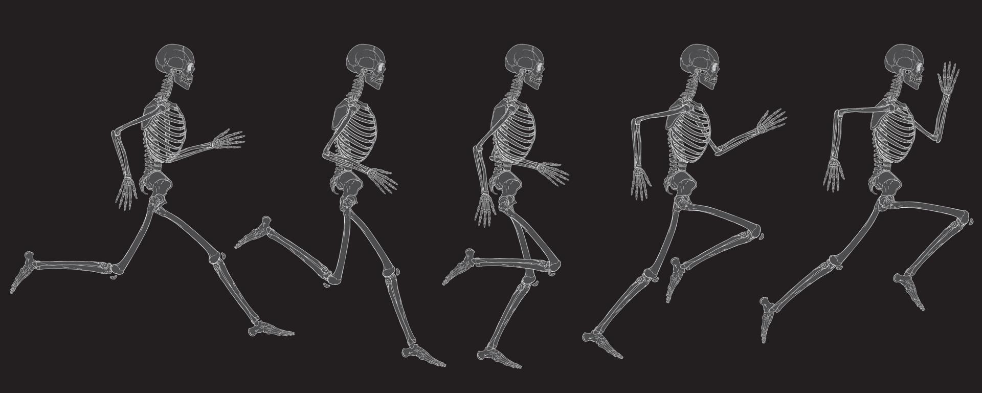 Vista de rayos x del ciclo de ejecución del dibujo vectorial del esqueleto humano vector