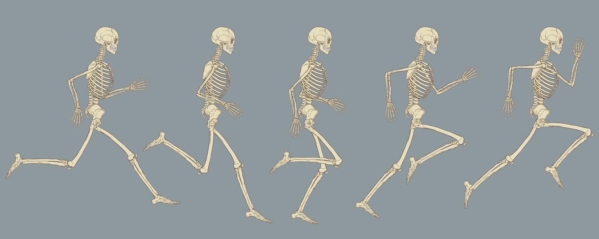 Running Cycle Of Human Skeleton Vector Drawing