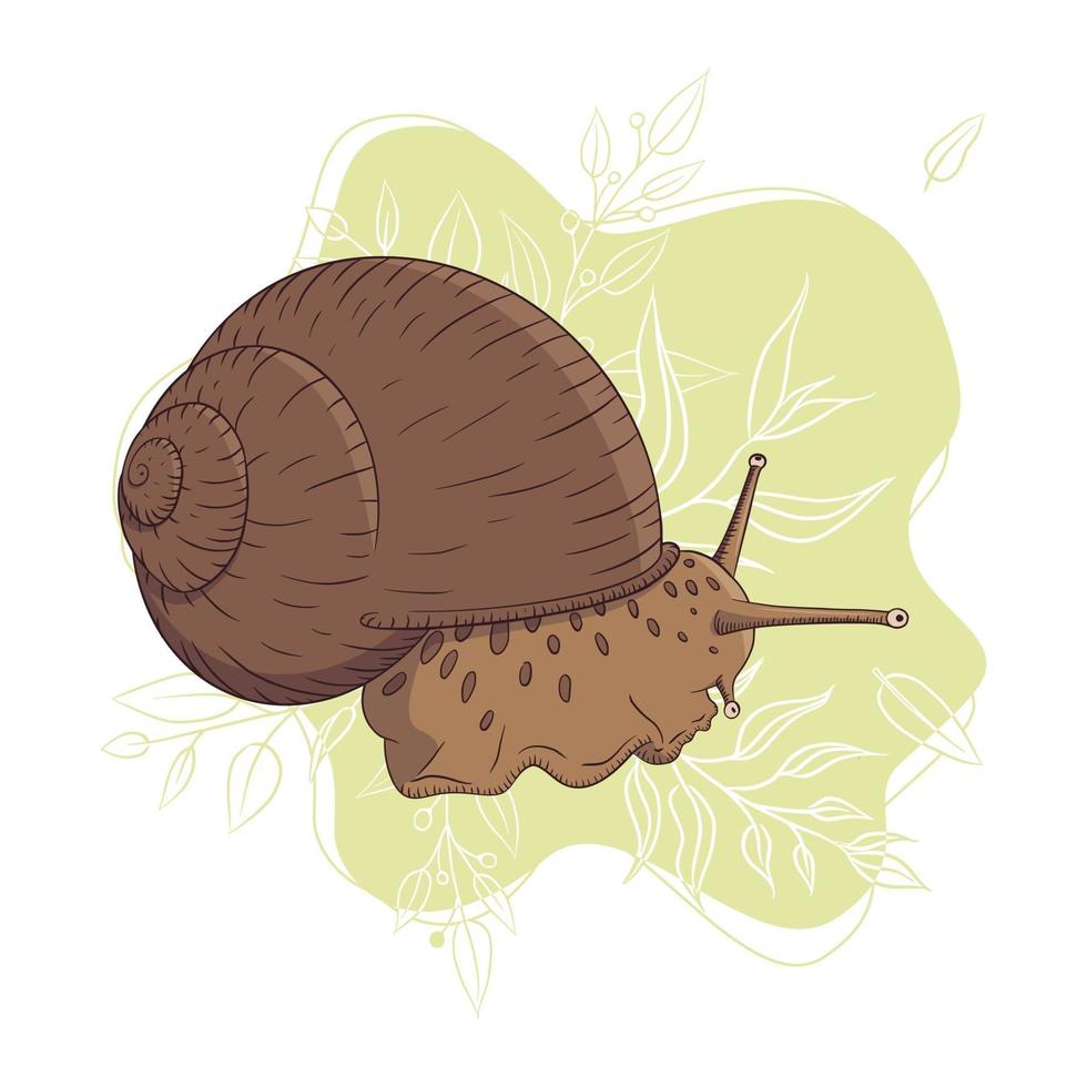 Hand Drawn Garden Snail on Abstract Floral Background Colorful Vector Illustration in Vintage Style