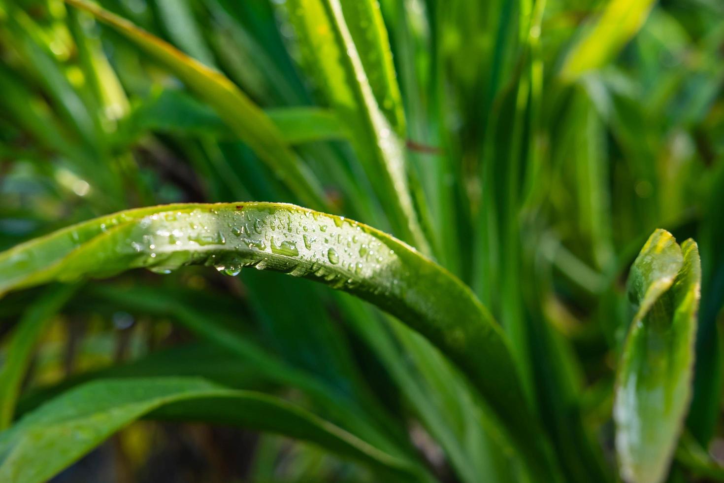 Water droplets on the leaves during the rainy season photo