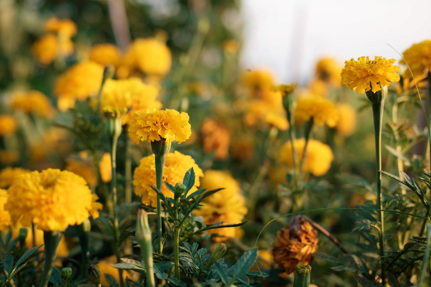 The background of marigolds and the evening sun photo