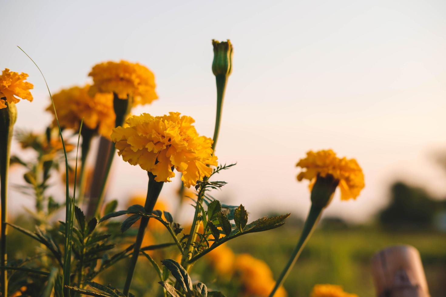 The background of marigolds and the evening sun photo