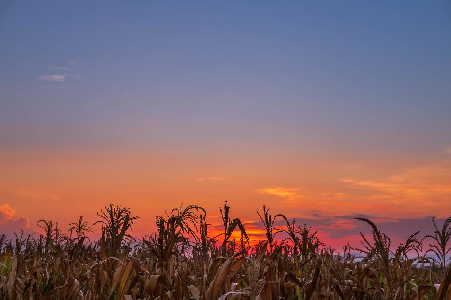 puesta de sol en el campo de maíz foto