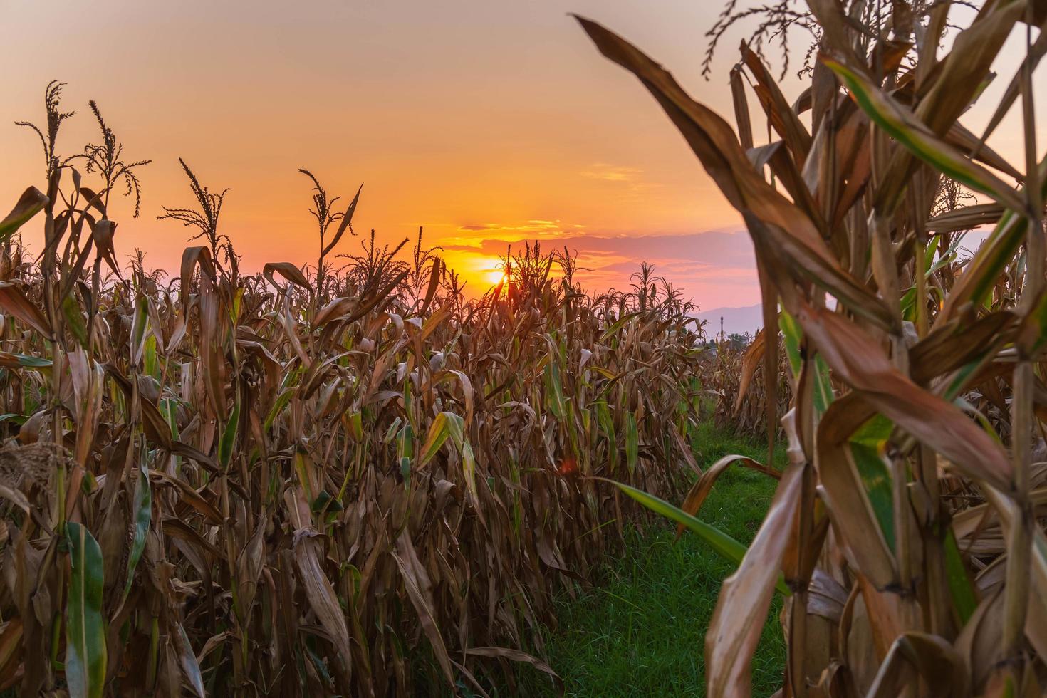 puesta de sol en el campo de maíz foto