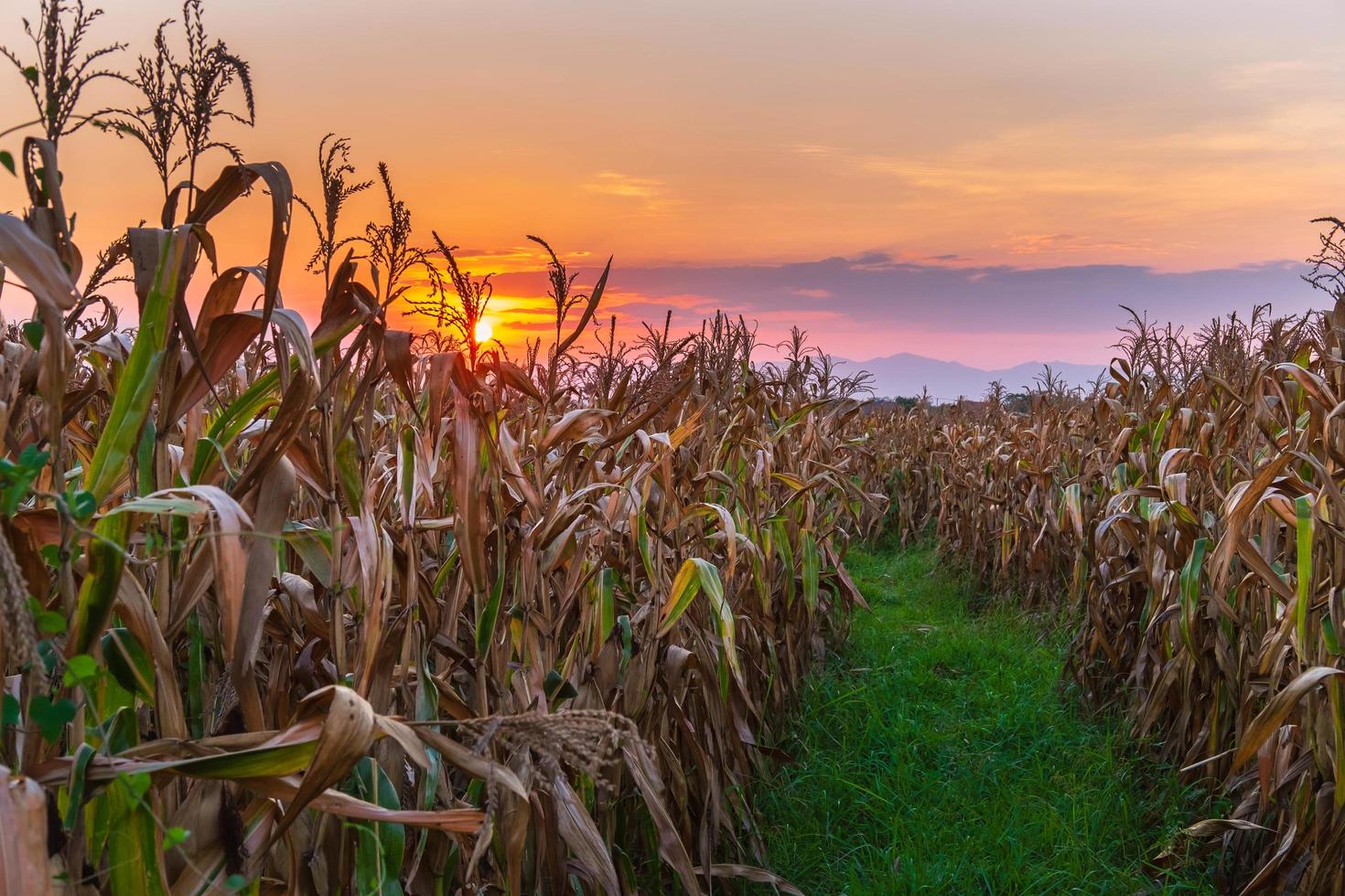 puesta de sol en el campo de maíz foto