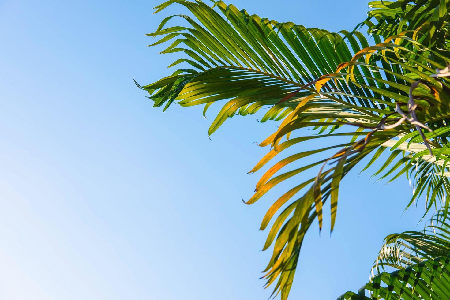 The background leaves of palm trees and the sky, summer concept. photo
