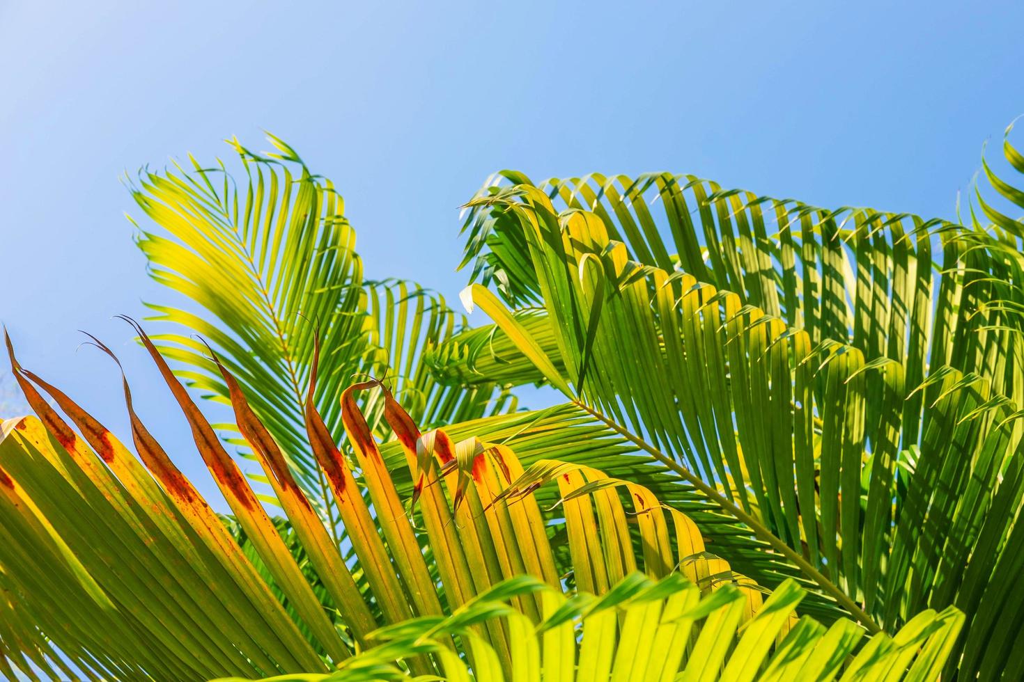 The background leaves of palm trees and the sky, summer concept. photo