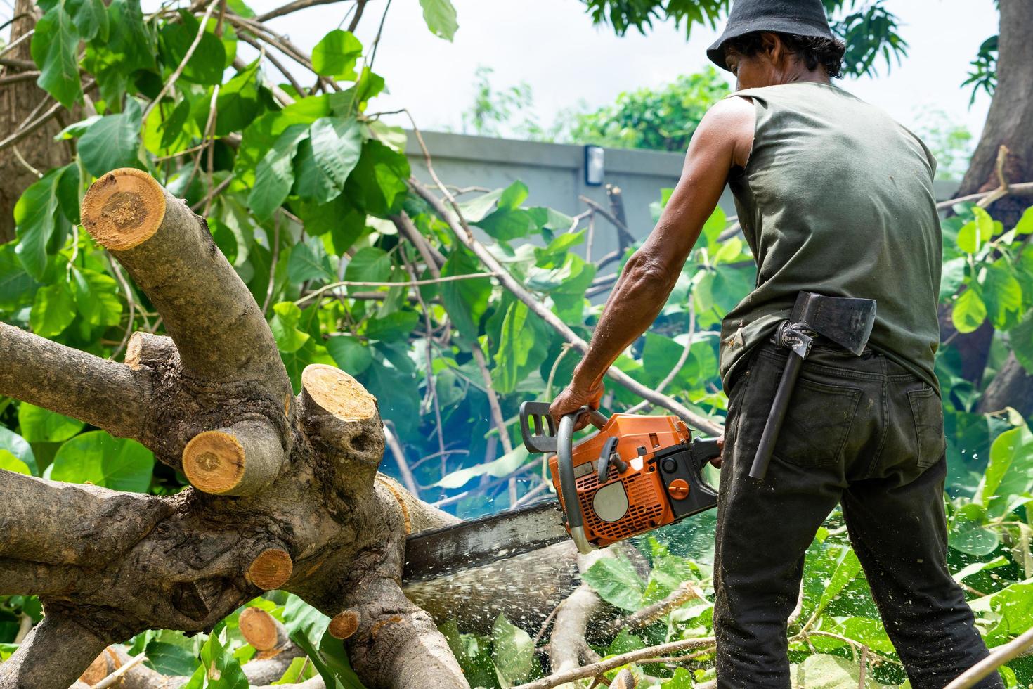 Arborist cutting the log by chainsaw machine with sawdust splashing around. Motion blurred of sawing chainsaw. photo