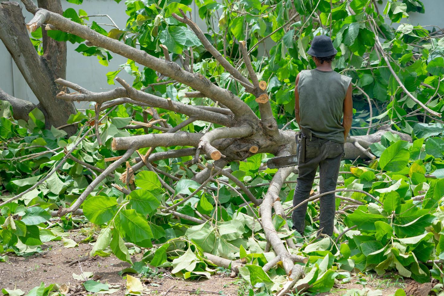 Back portrait of male arborist holding the chainsaw and looking at the big tree laying on the ground photo