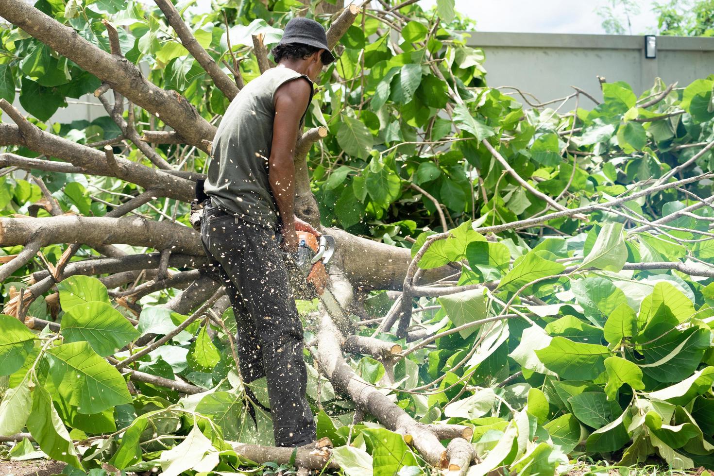 Retrato de arbolista cortando las ramas de un árbol de teca dorada por la motosierra con aserrín de movimiento borroso volando alrededor. foto