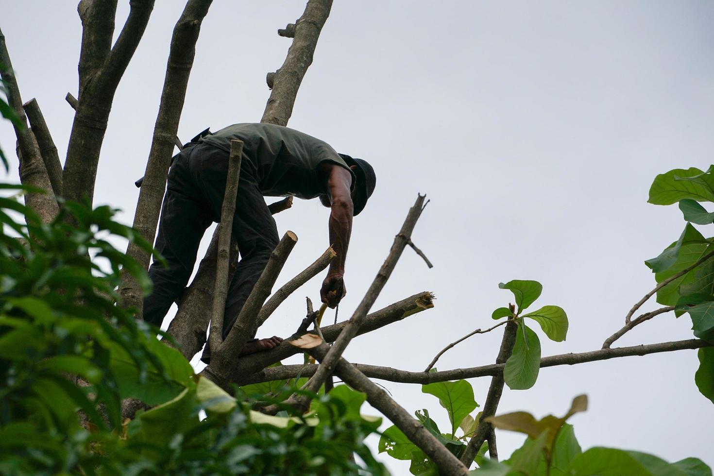 Portrait of arborist holding on the tree with his hand with a clear sky background photo