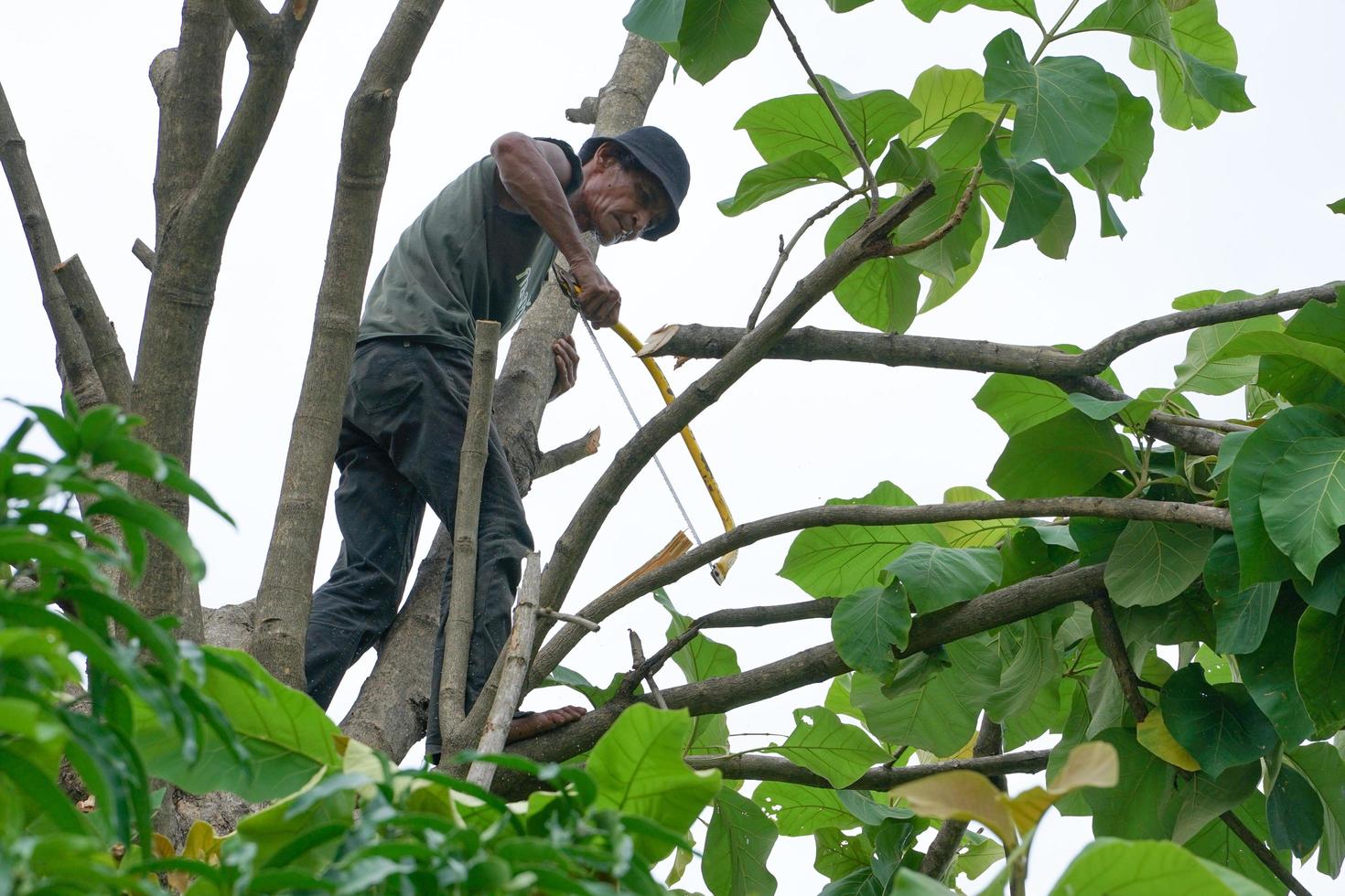 Portrait of arborist holding on the tree with his hand with a clear sky background photo