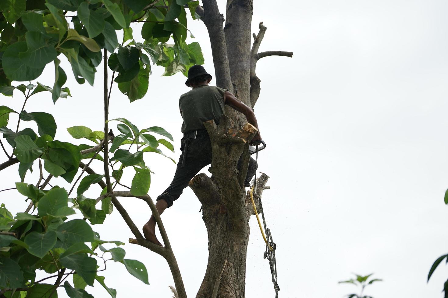 Portrait of arborist holding on the tree with his hand with a clear sky background photo