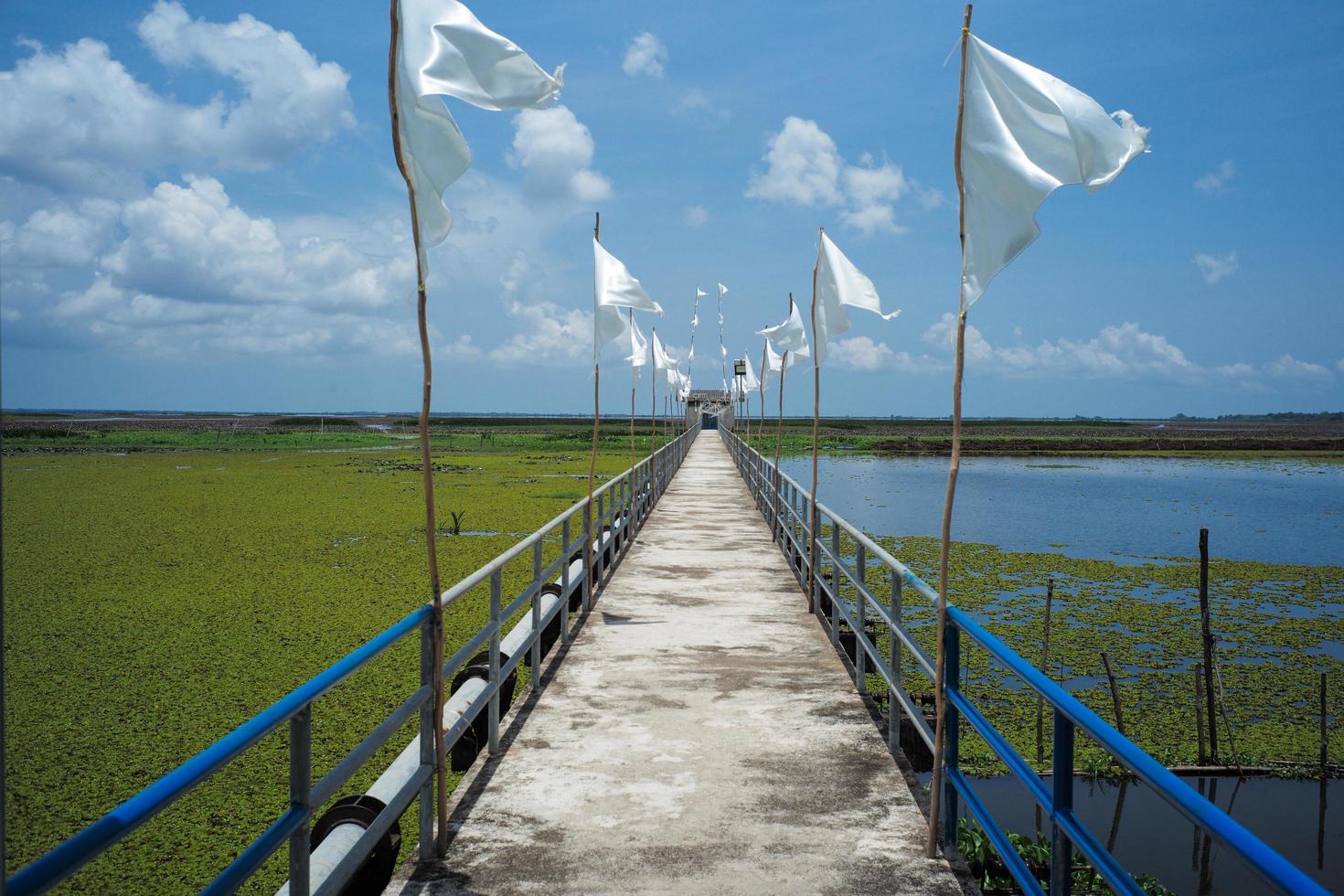 The cement walkway with a steel fence and white flags into a large lake of lotus with a blue sky background. photo