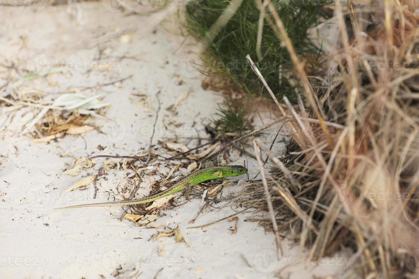 Beautiful green lizard on sand background on summer day photo