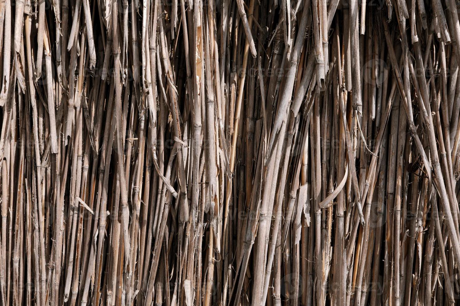 Close-up of the reed straw photo