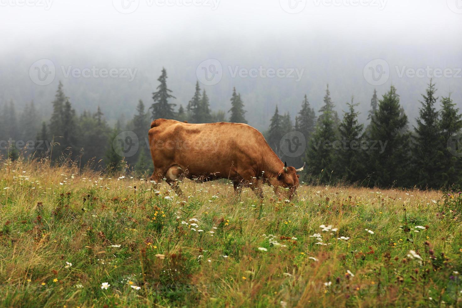 A red cow grazes in a summer meadow with mountains in the background photo