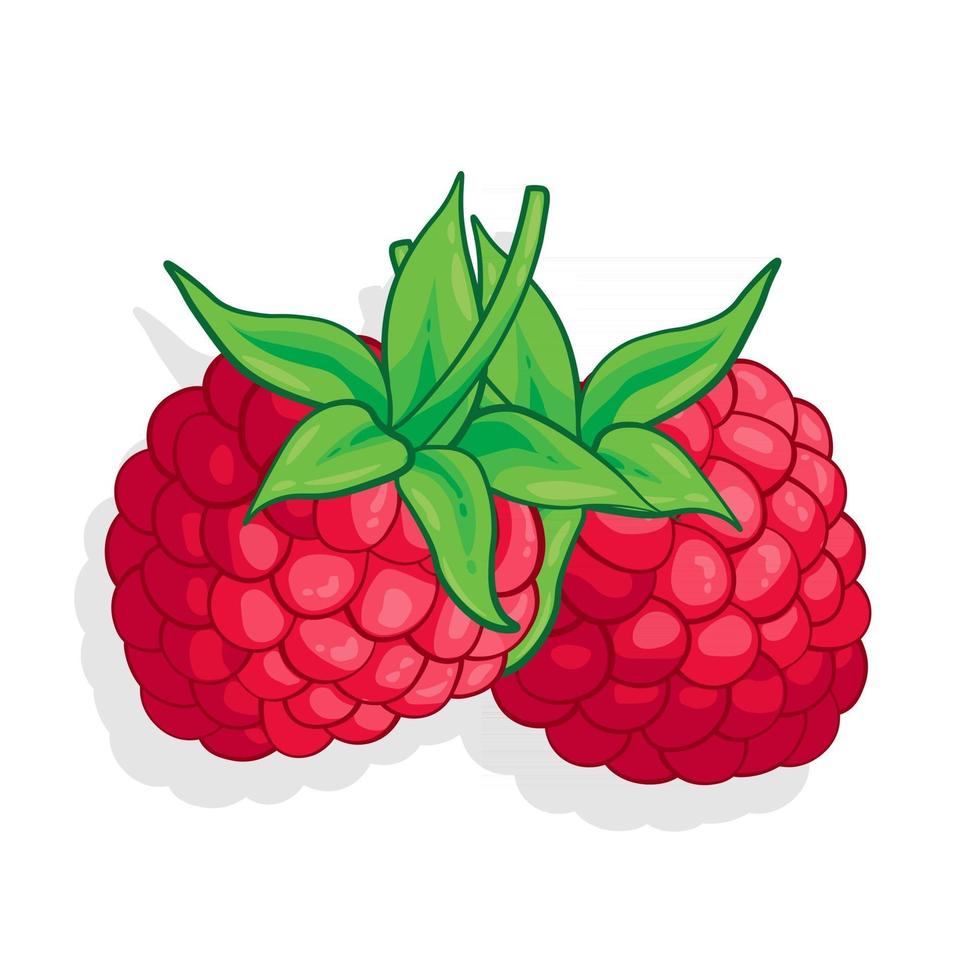 Ilustración de fruta dulce de frambuesa para web aislado sobre fondo blanco. vector