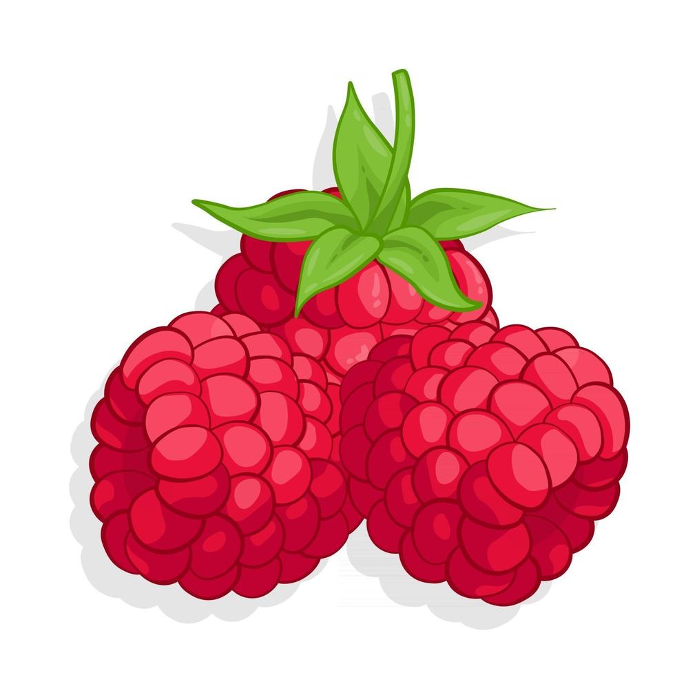 Ilustración de fruta dulce de frambuesa para web aislado sobre fondo blanco. vector