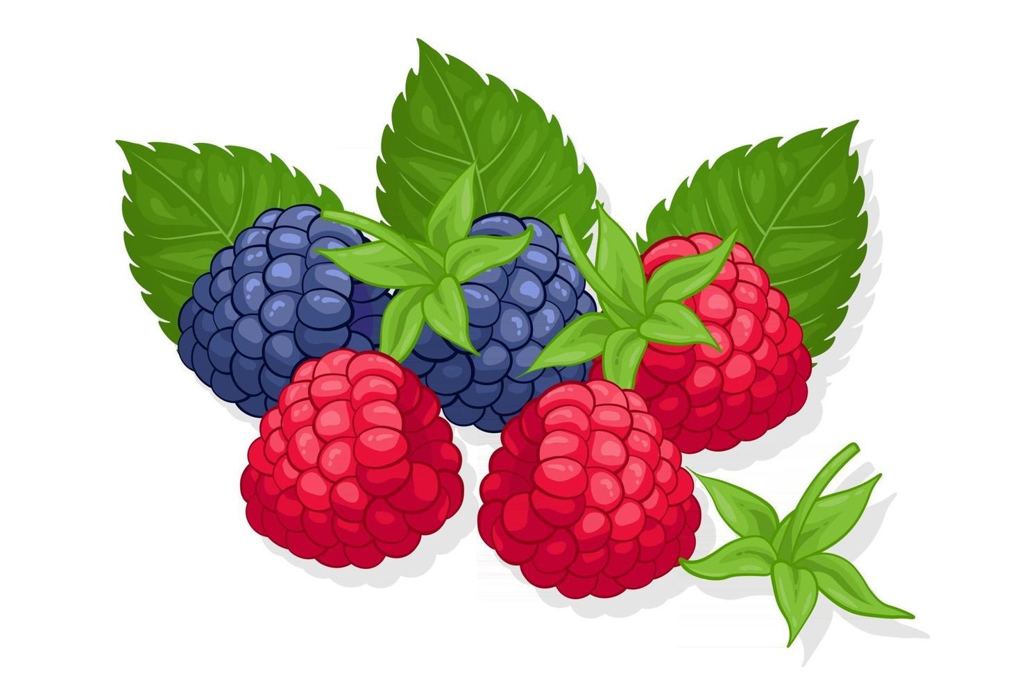 Raspberry and blackberry sweet fruit illustration for web isolated on white background vector