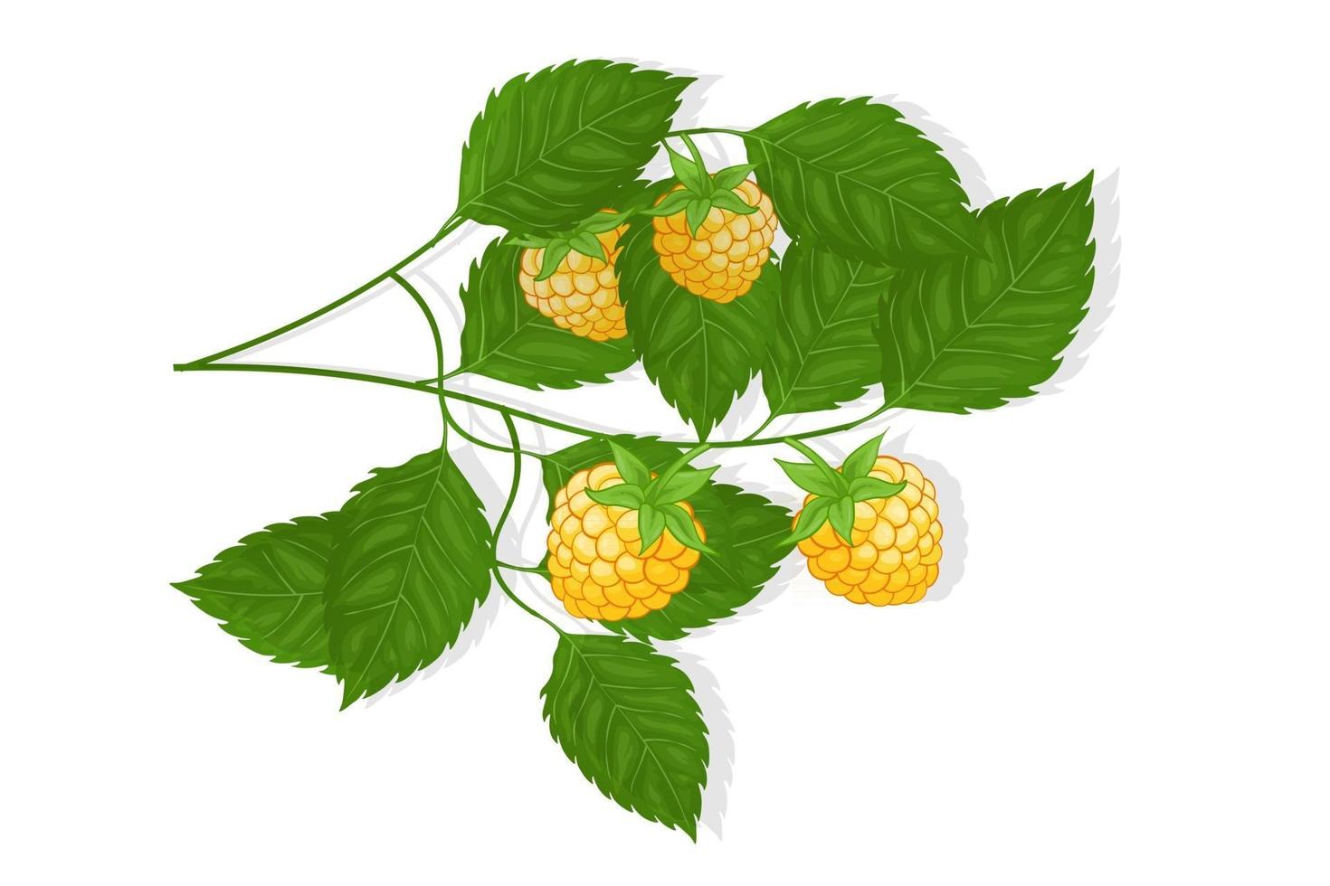 Yellow raspberries sweet fruit illustration for web isolated on white background vector
